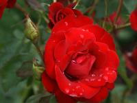 Rote Rose mit Regentropfen im Schloß Rosenborg Garten